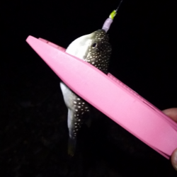 泉南エリアメバル22時爆釣!!!