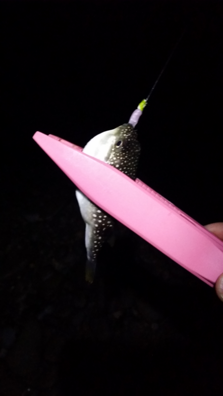 泉南エリアメバル22時爆釣!!!