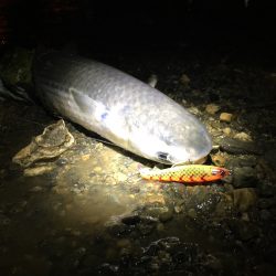 ナイトシーバス♪