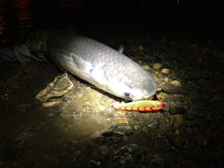 ナイトシーバス♪