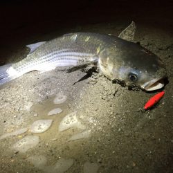 ナイトシーバス♪