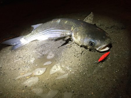 ナイトシーバス♪