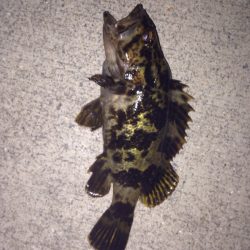 メバルはメバルw