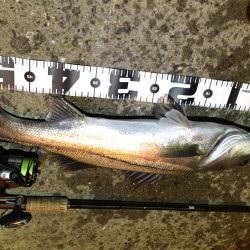 寒い…オマケに雨まで…