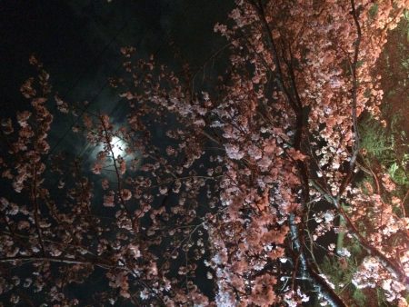 シーバス不在でチニング！