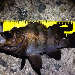 東二見でMebaring