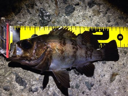 東二見でMebaring