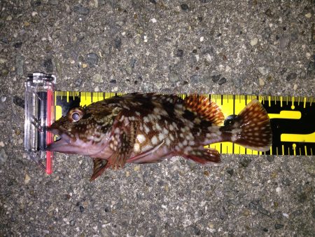 雨の合間のメバリング