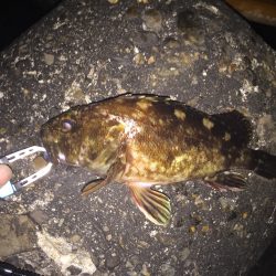 麗しのガシラ殿