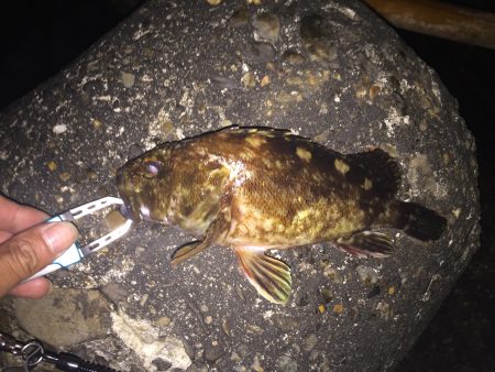 麗しのガシラ殿