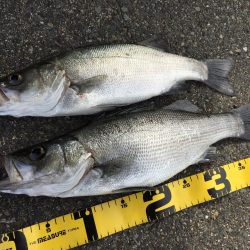 イワシつきヒラセイゴ