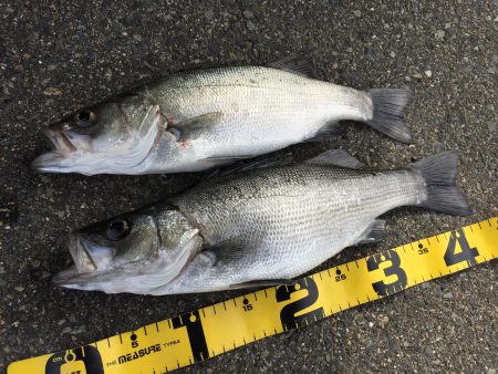 イワシつきヒラセイゴ