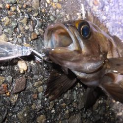 雨の中のメバリング
