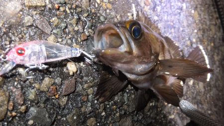 雨の中のメバリング