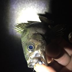 短時間メバリング釣行