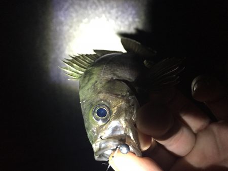 短時間メバリング釣行