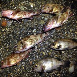 東二見人工島Mebaring