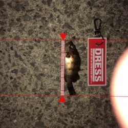 ウキ釣り 活性ひくい。