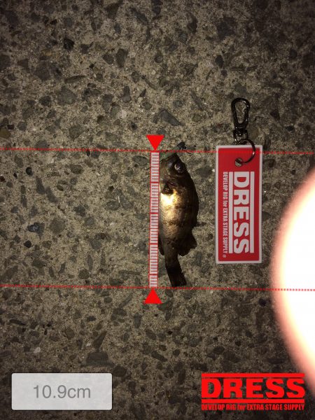 ウキ釣り 活性ひくい。