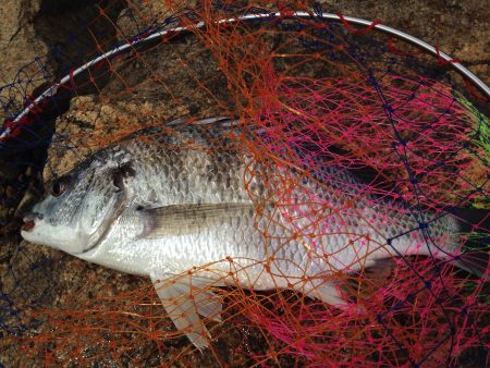 ぶっ込みでキビレ44cm