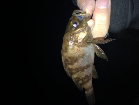 アジングのはずが