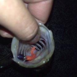 なんとかタケノコゲット