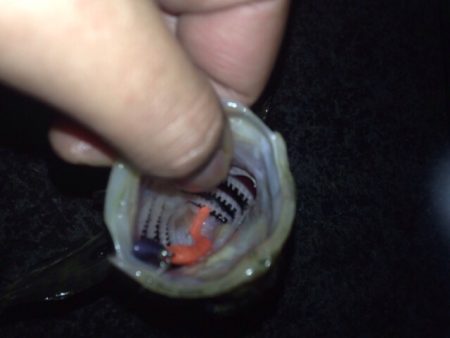 なんとかタケノコゲット