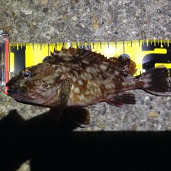 寒い中のメバリング のはずが…