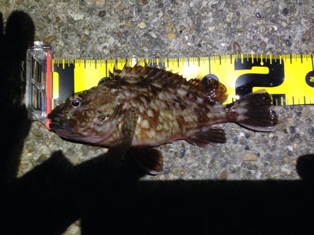 寒い中のメバリング のはずが…