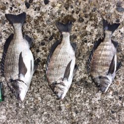 ノッコミ始まりかな？