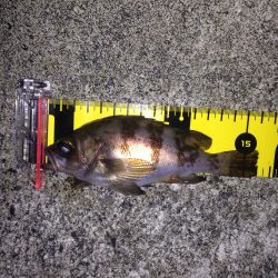 寒さの中のメバリング