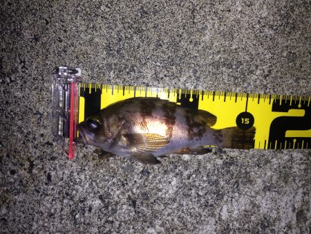 寒さの中のメバリング