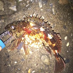 愛しのガシラ殿