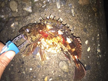 愛しのガシラ殿