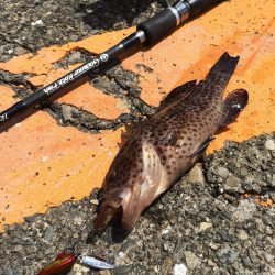 久しぶりの晴天