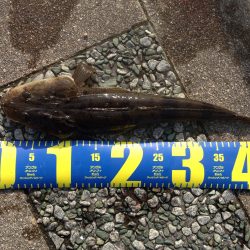 久美浜でマゴチ！