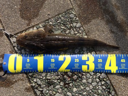 久美浜でマゴチ！