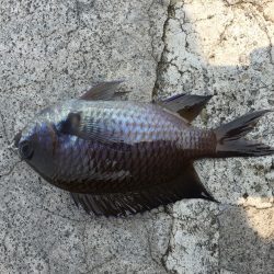 和歌浦漁港でエビ撒き