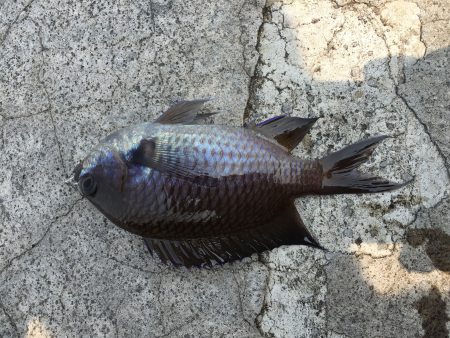 和歌浦漁港でエビ撒き