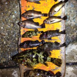 高砂港でのMebaring