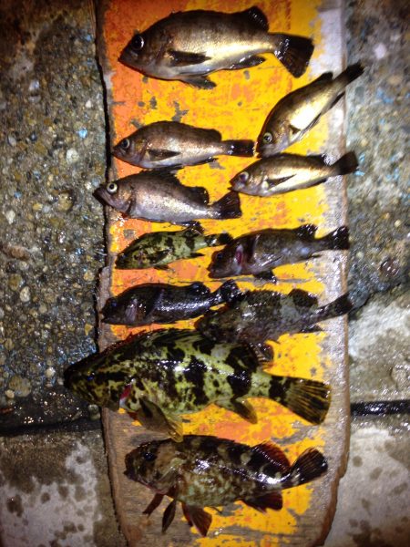 高砂港でのMebaring