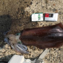 水温上昇よってイカ大作戦