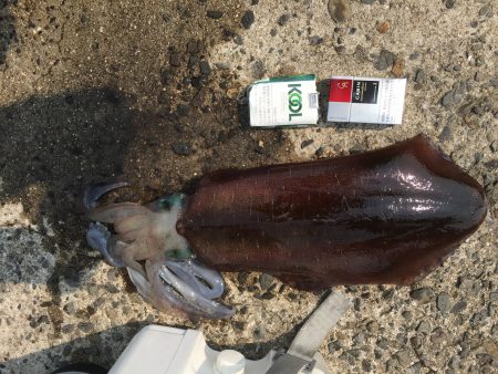 水温上昇よってイカ大作戦