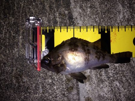 ご近所メバリング