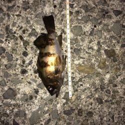 警察学校前サーフ  20㎝のバルメ‼️