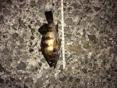 警察学校前サーフ  20㎝のバルメ‼️