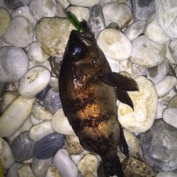 メバリング釣行