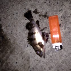 連日のメバリング