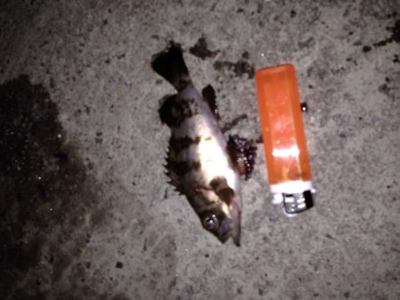 連日のメバリング