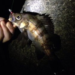 メバル調査 Vol.1